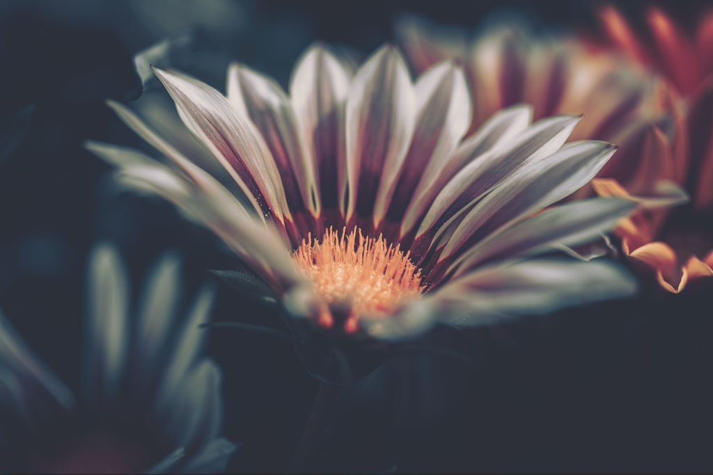 African Daisy