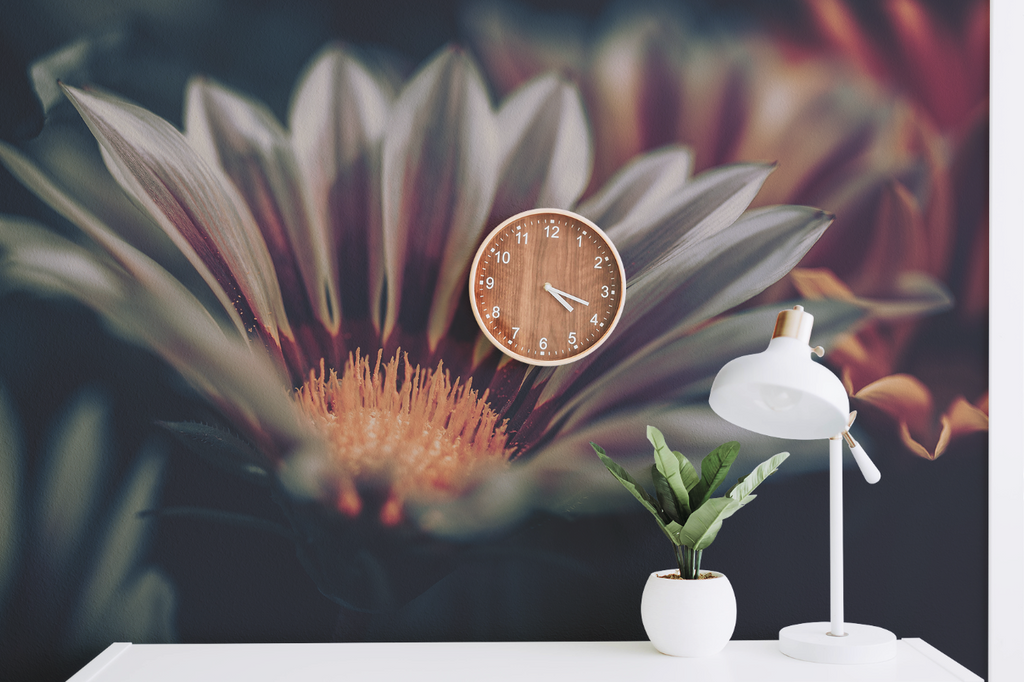 African Daisy