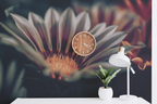 African Daisy