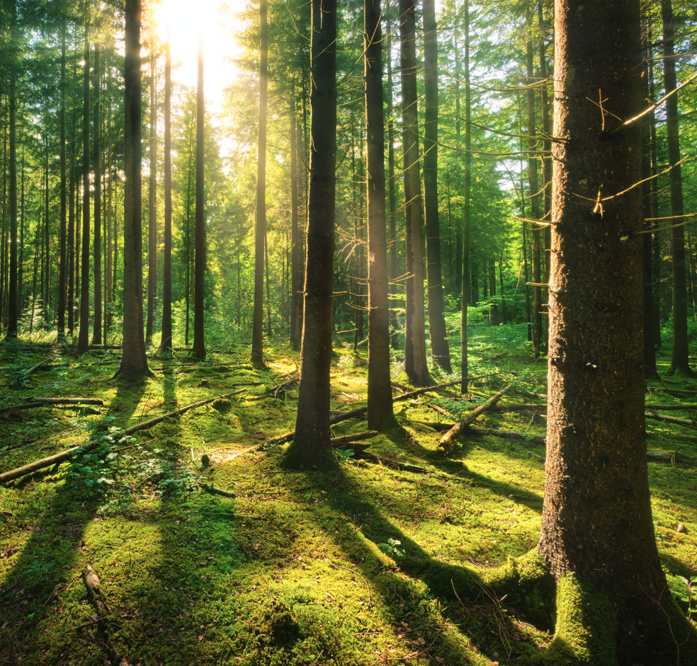 Sunlit Forest Serenity