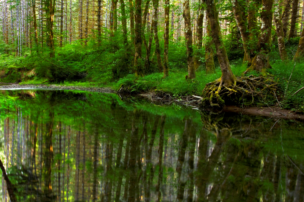 Forest lake WallPrint