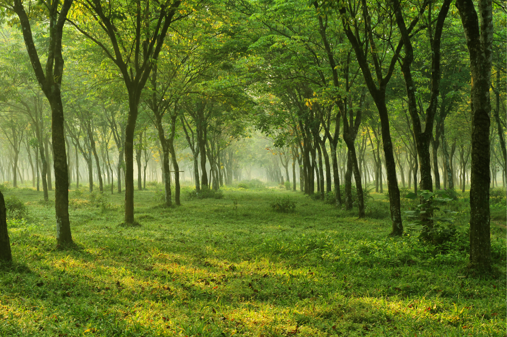 Green Woods Wallprint Store