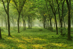 Green Woods Wallprint Store