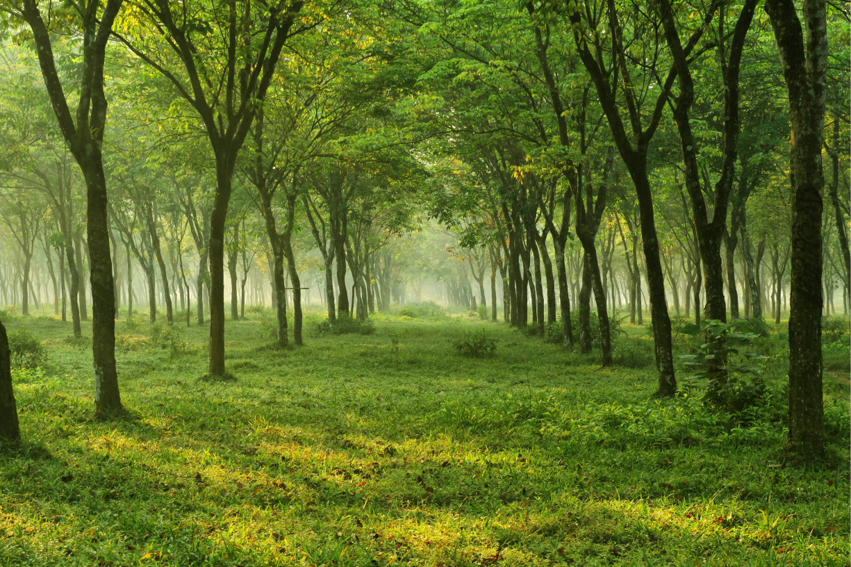 Green Woods Wallprint Store