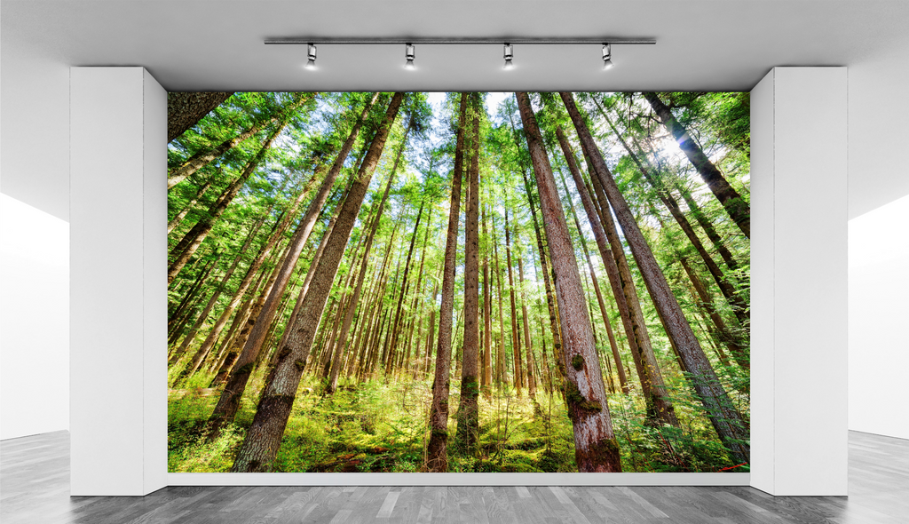 Morning sunlight through trees WallPrint