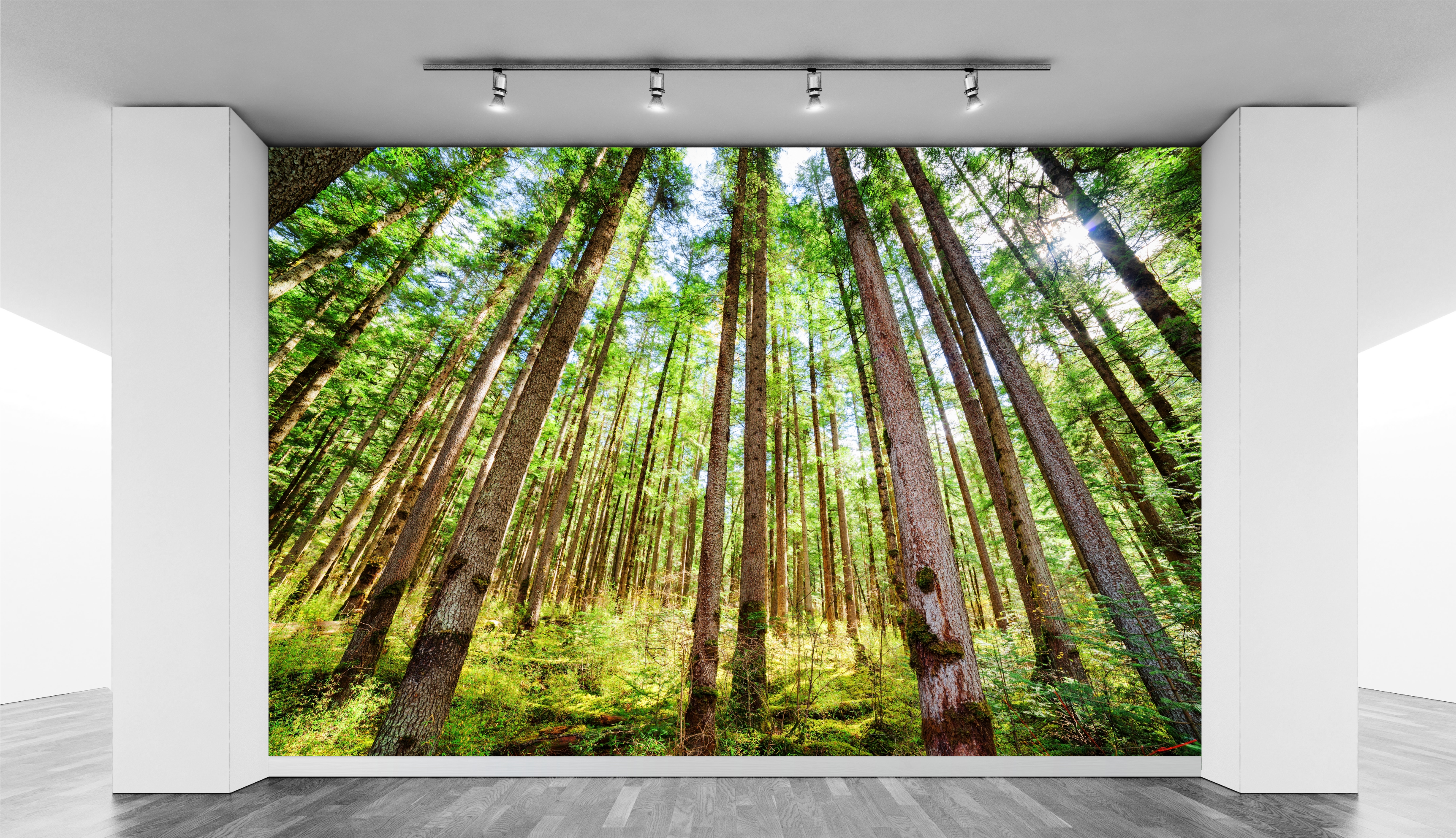 Morning sunlight through trees WallPrint