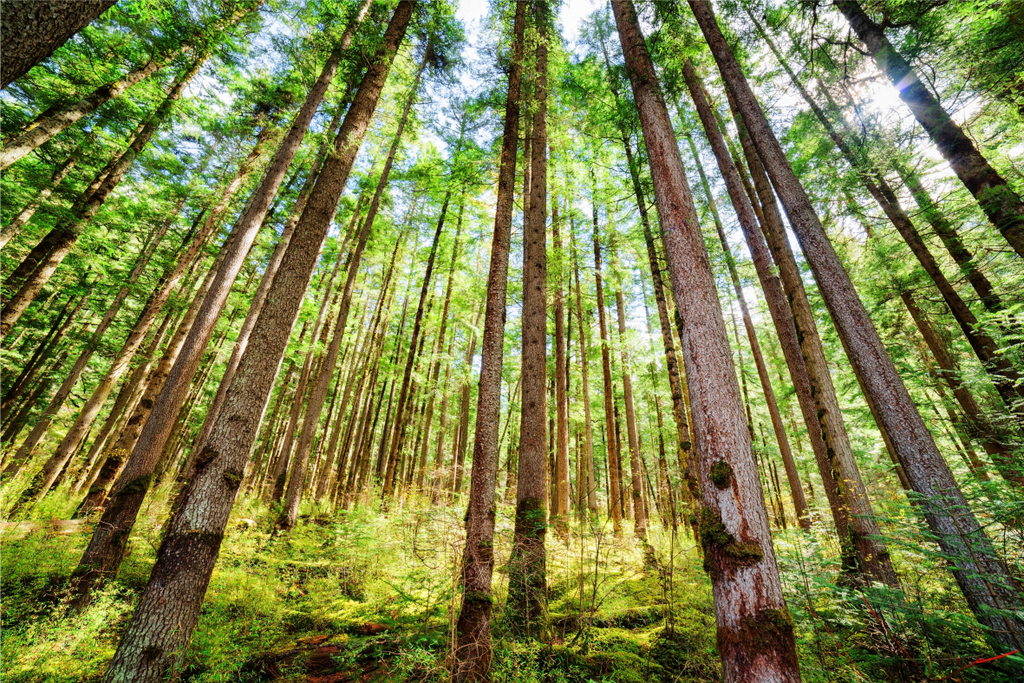 Morning sunlight through trees WallPrint