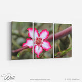 Standard - 130 x 71(cm) | 51" x 28"