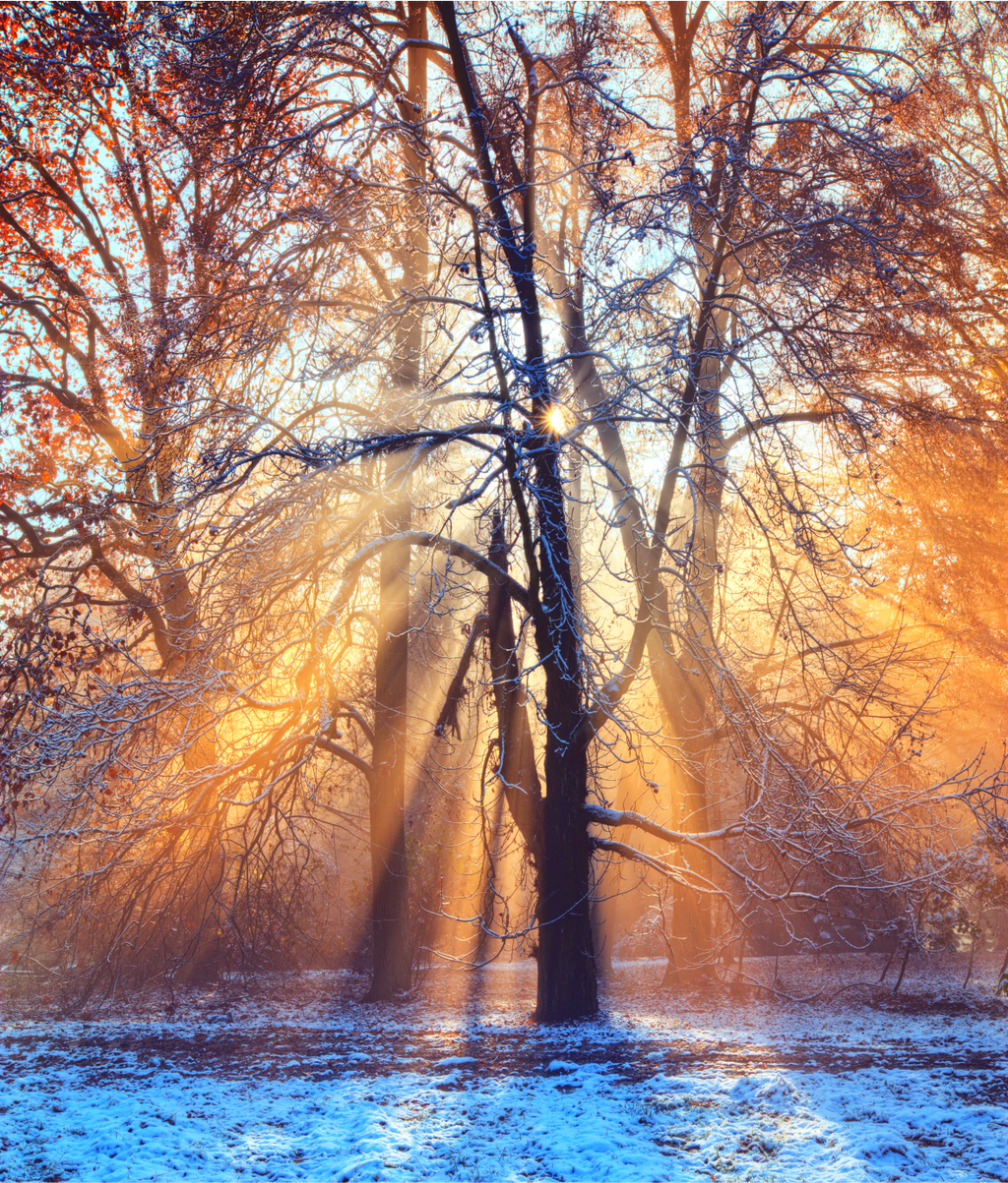 Sunrise in winter forest WallPrint