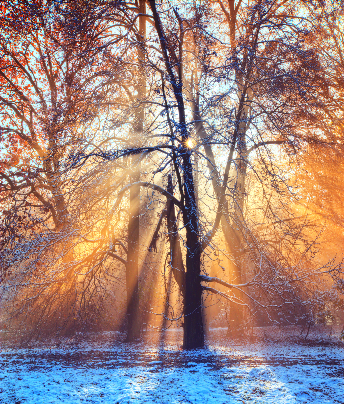 Sunrise in winter forest WallPrint